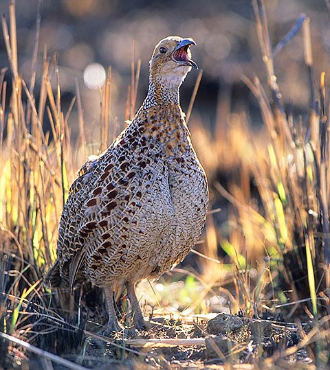 Grey-winged Francolin calling